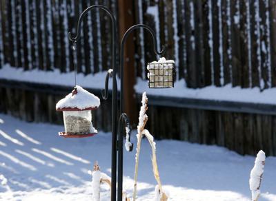 bird feeders in snow 4.25