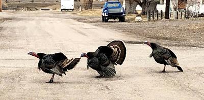turkeys at intersection 4.1