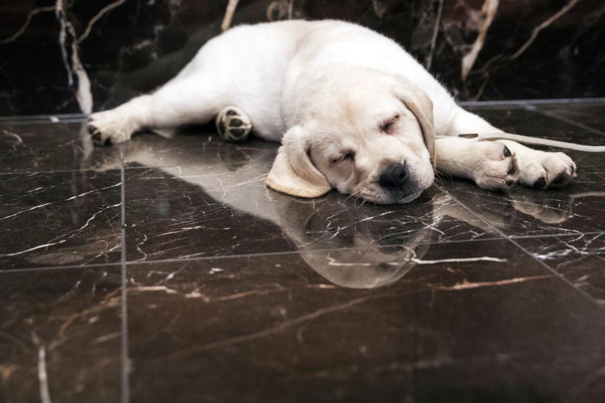 In A Us Now In Puppy Love Labs Still Tops But Corgis Rise