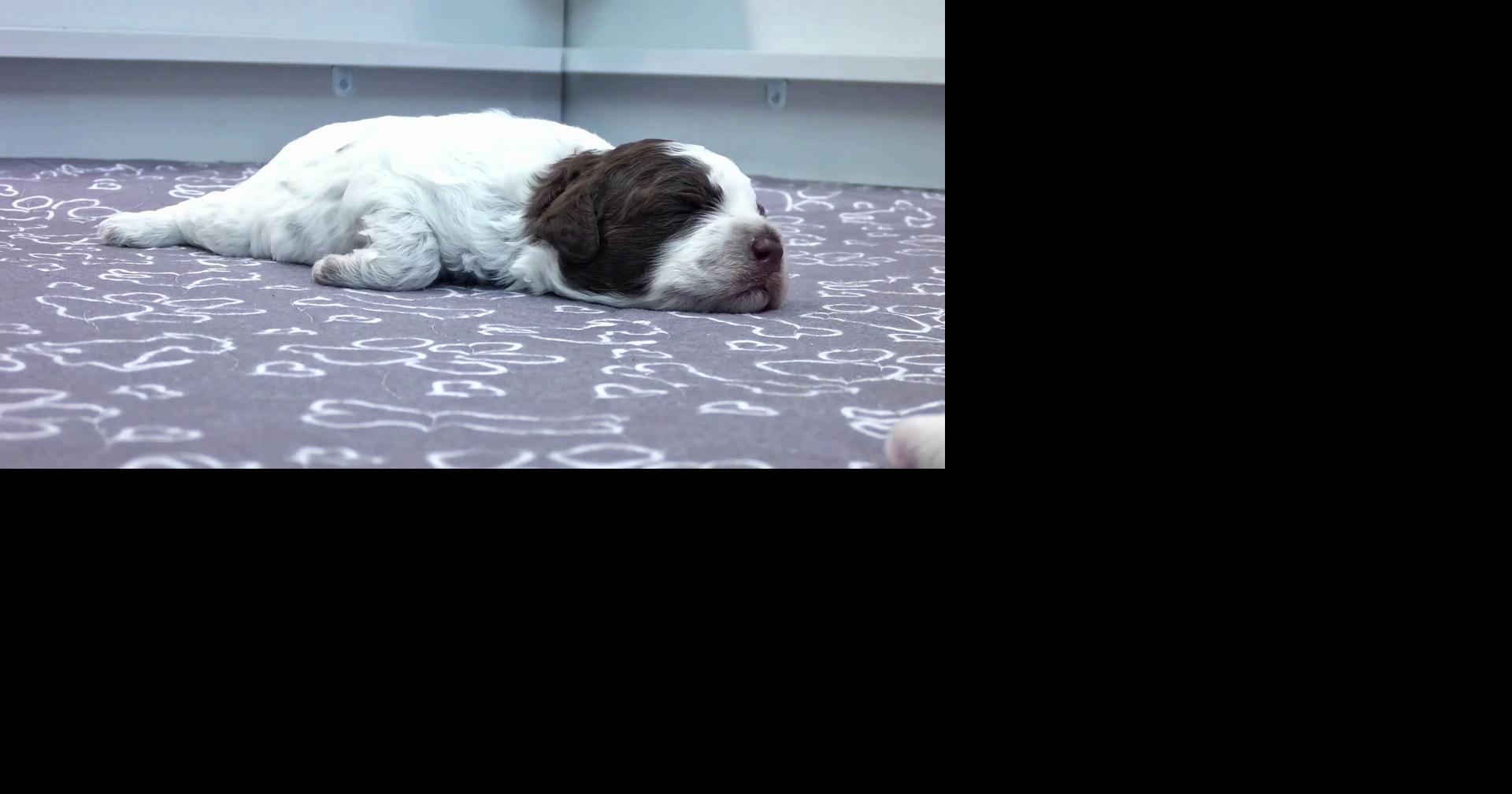Finland Puppies Livestream | World News | postregister.com