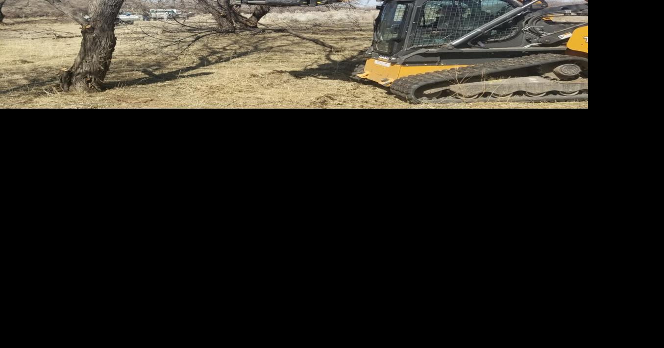 Blackfoot rancher works to eliminate Russian olives from land