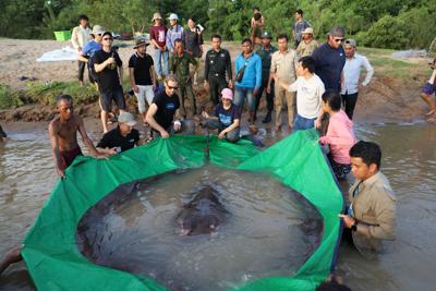 Cambodia Giant Stingray