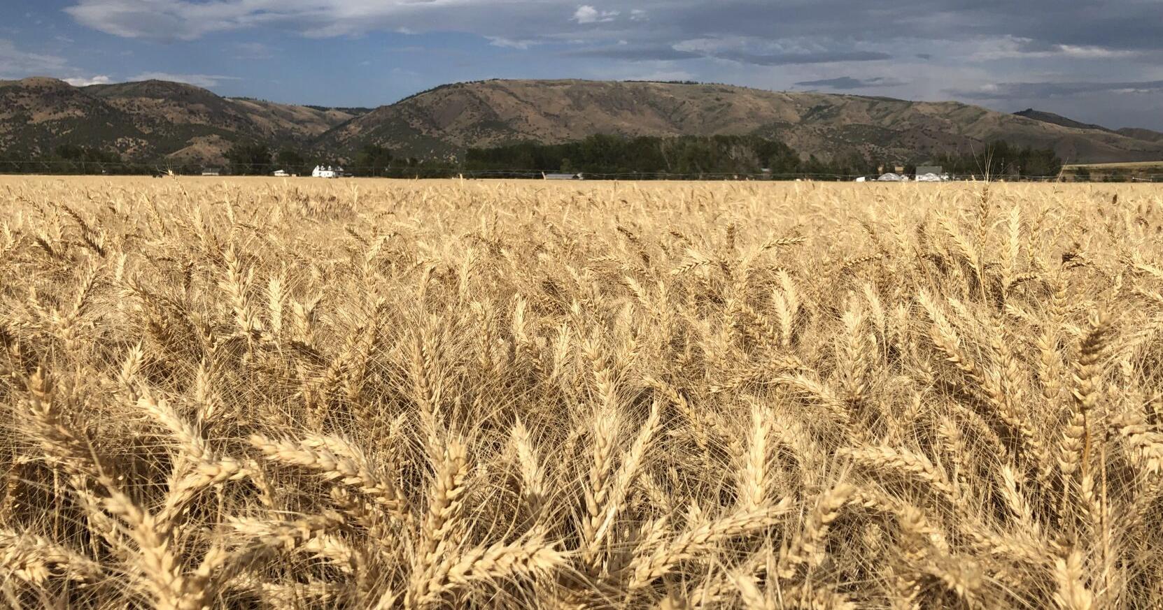 Idaho wheat assessment goes from 3.5 to 4.5 cents per bushel - Vimarsana News