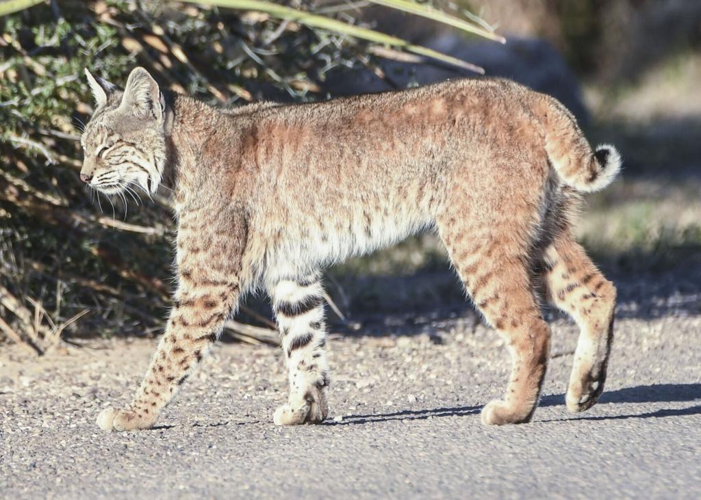 Saving Endangered Bobcats in New Jersey