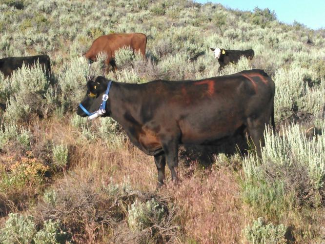 Picture of U of I study links cattle feed efficiency to heat stress, grazing ...