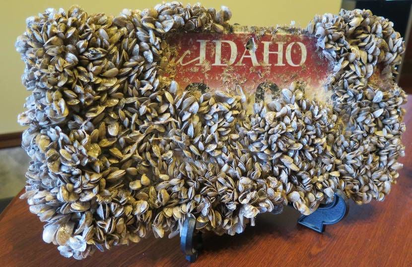 Invasive Quagga Mussels Discovered In Snake River Near Twin Falls ...