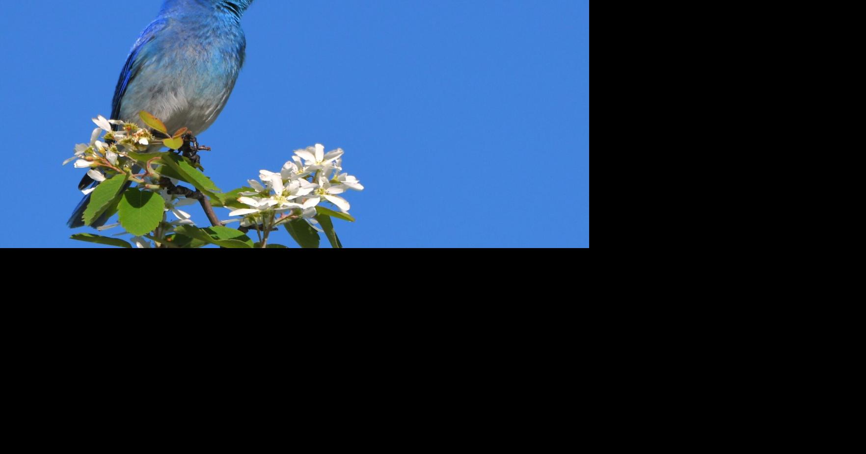How the color blue is produced in nature | Outdoors | postregister.com