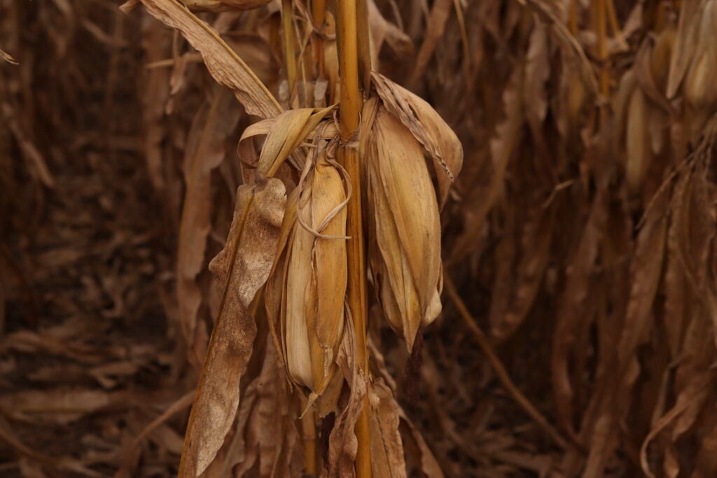 postregister.com - CAMI KOONS Iowa Capital Dispatch - Farm bill proposal fails in US Senate ag committee over SNAP error rate issue