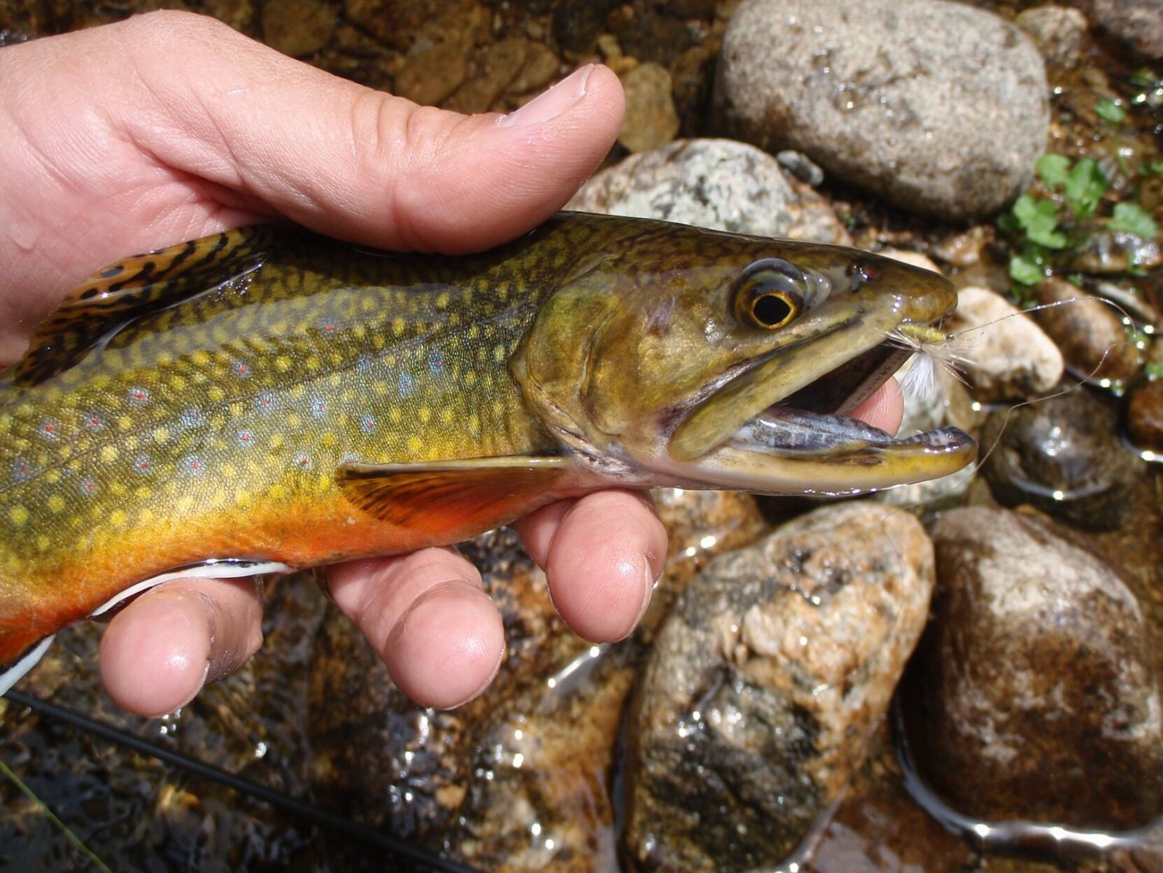 Fall brook trout should be on the menu | Outdoors | postregister.com