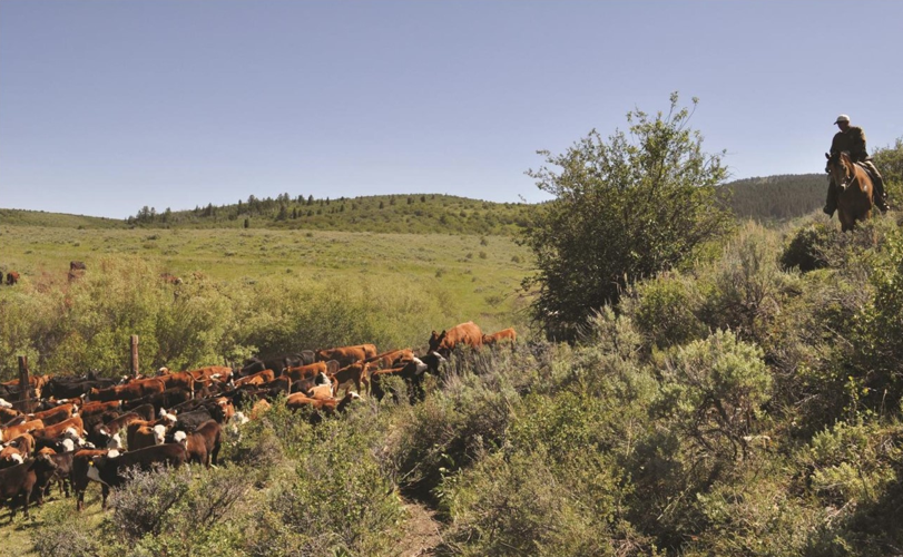 PRESERVING RANCHES: Sagebrush Steppe Land Trust hires Bear River ...