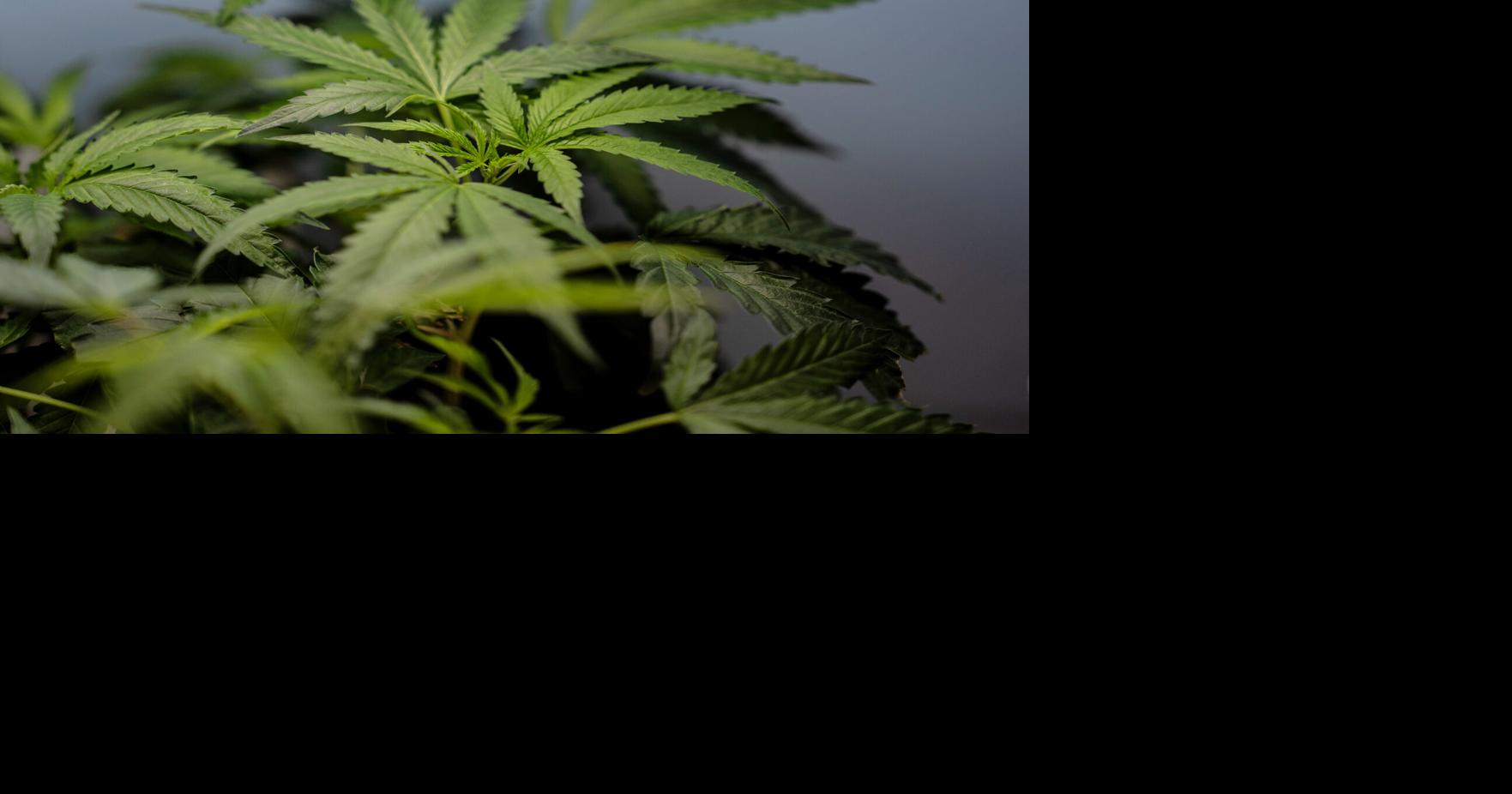 Trump Marijuana Reclassification