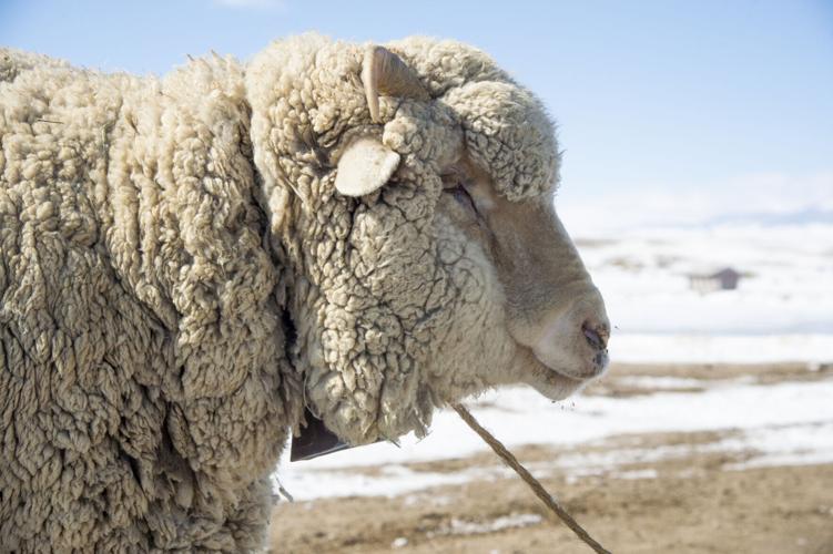 'Where we see our future': Montana State University Wool Lab looks ...