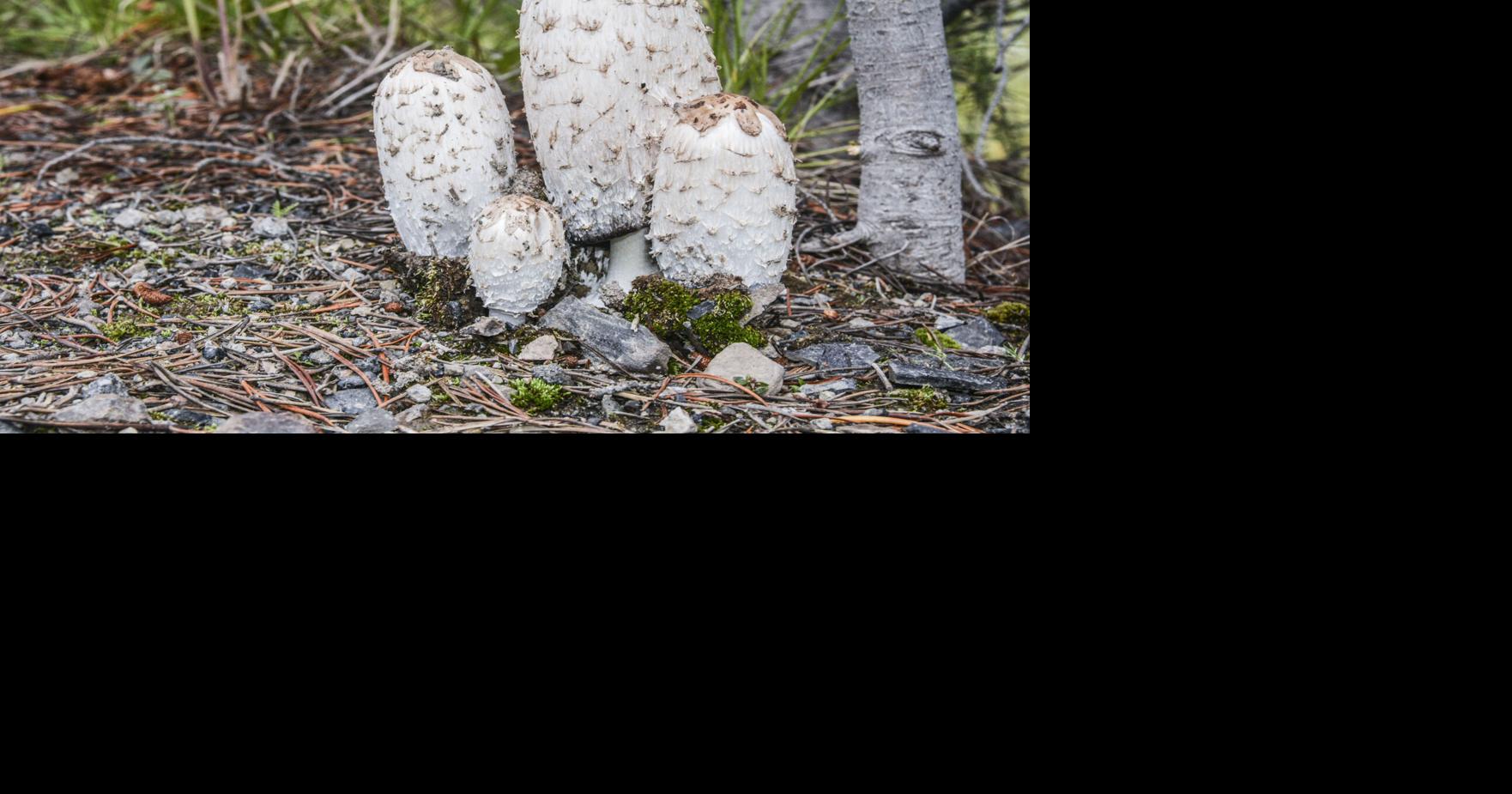 My introduction to mushroom foraging | Outdoors | postregister.com