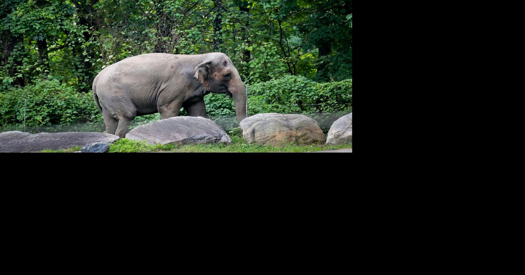 Bronx Zoo Elephant