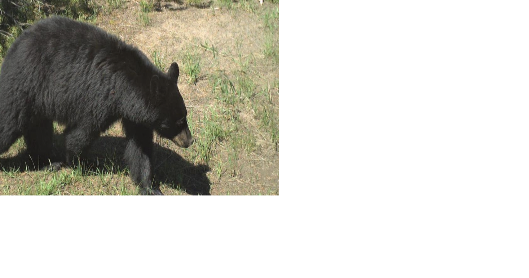 Bear that broke into Swan Valley home for pumpkin pie euthanized after second incident