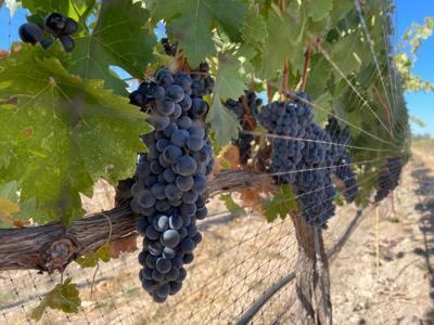 Wine Harvest photo