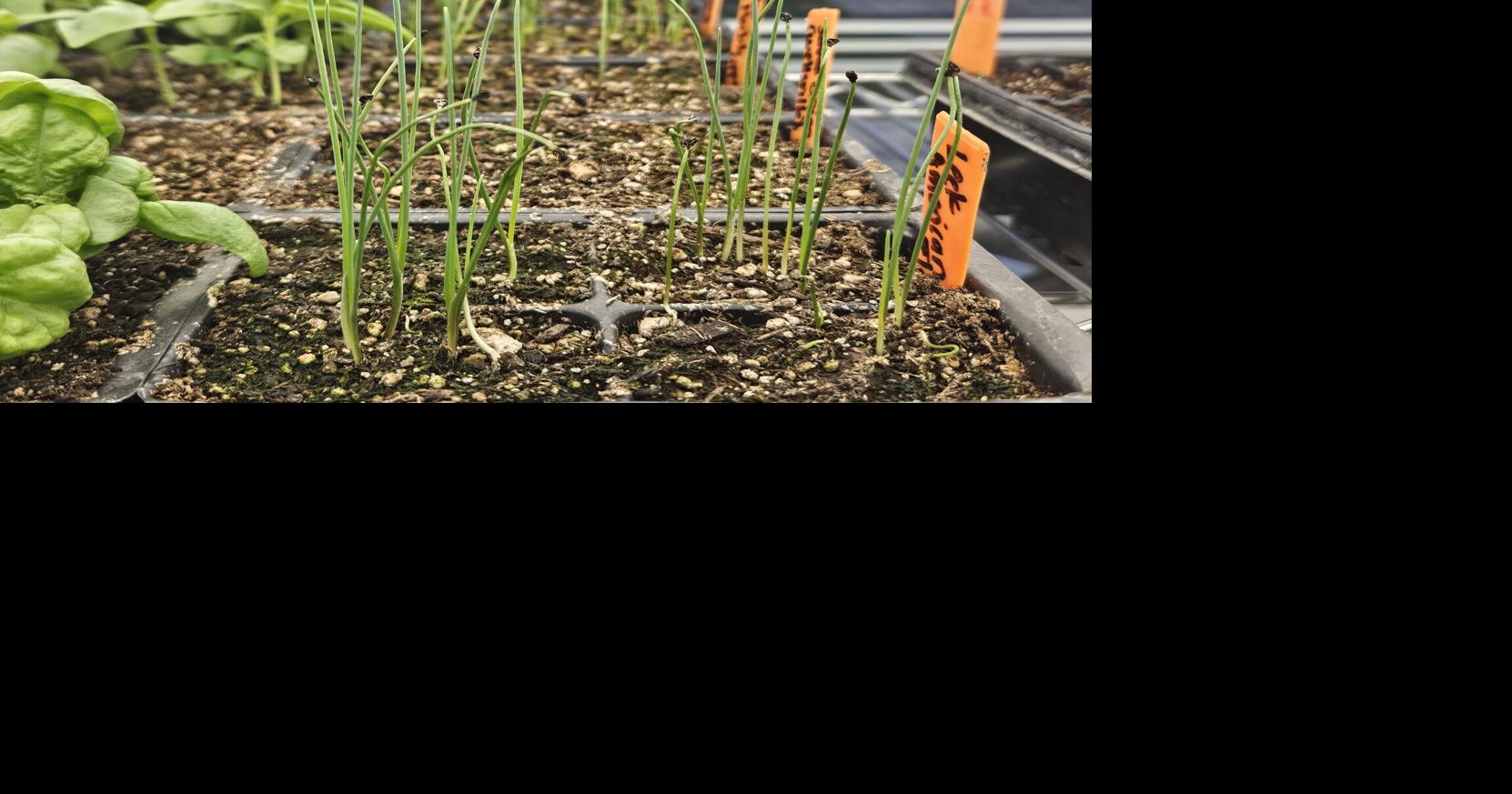In the Garden: Utilizing the Allium family: onions, chives, garlic and leeks