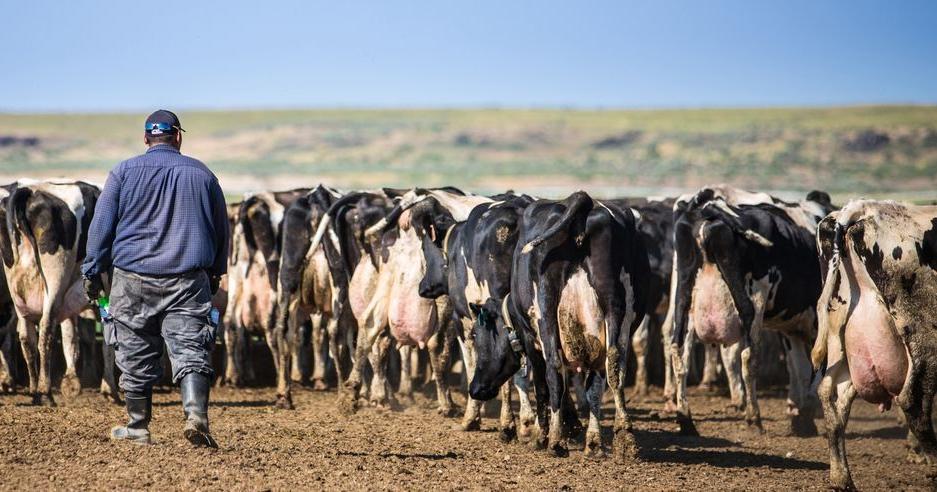 E-Verify requirements draw business pushback in some Republican states