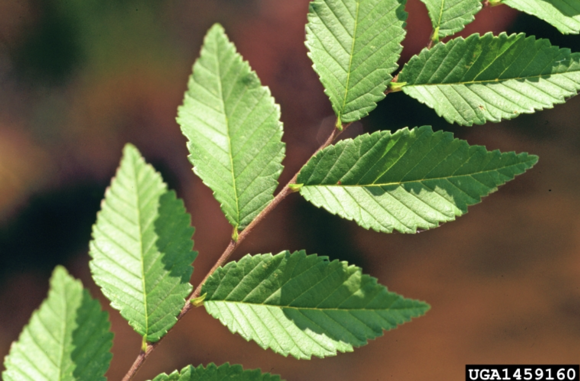 War on Weeds: Siberian elm | Pests & Weeds | postregister.com