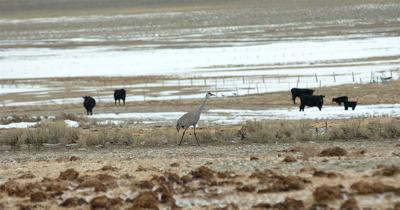sandhill crane near borah 4.8