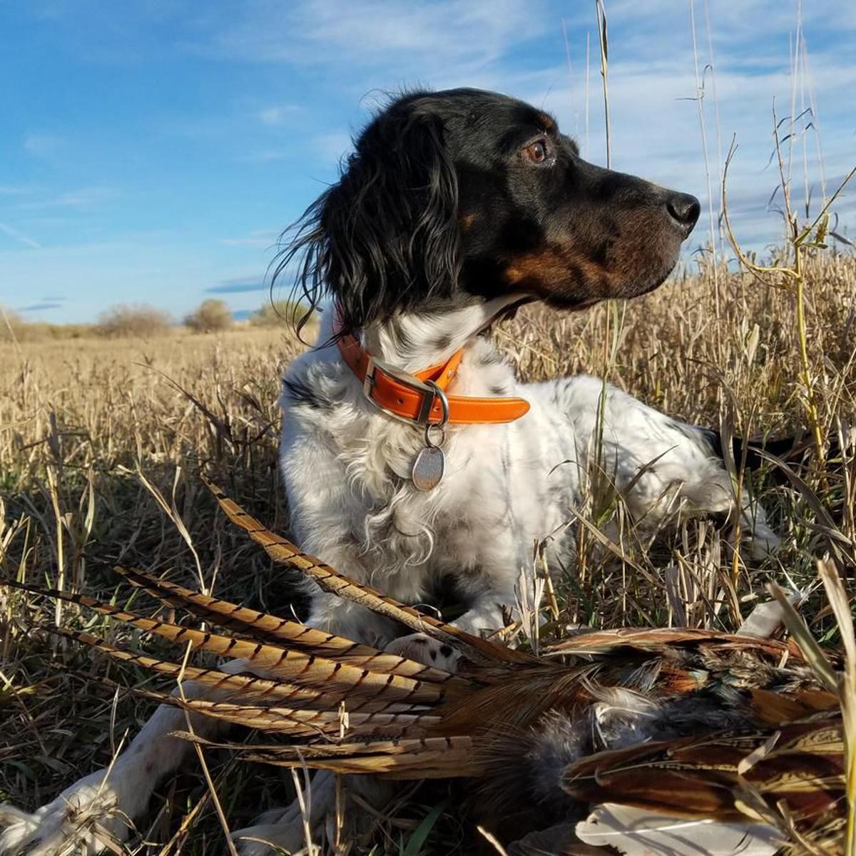 How To Do The Bird Dog Exercise Techniques Benefits Variations