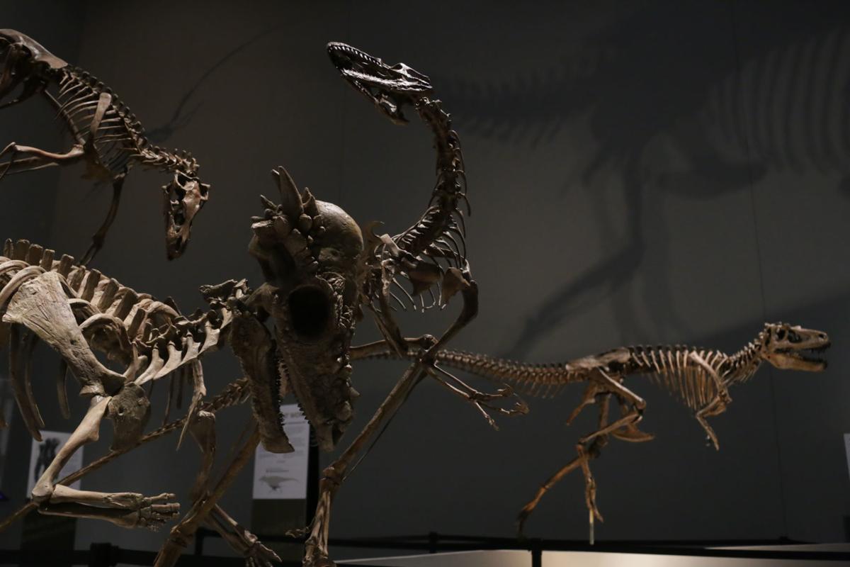 Museum Of Idaho Evolves Into New Exhibit Hall And Renovations Local News Postregister Com