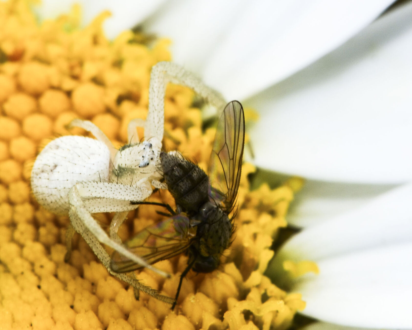 Vip Spider Debunking myths about spiders | Outdoors | postregister.com