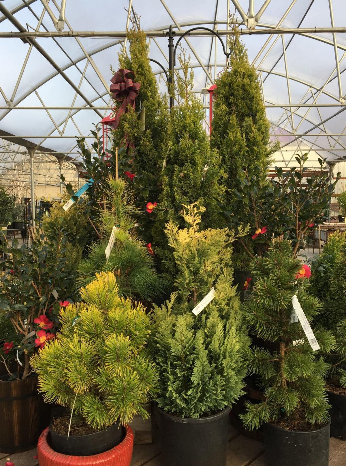 Choose Real Live Plants For Holiday Decorations Food Home