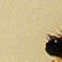 The Bug Box: Barley thrips | Columnists | postregister.com