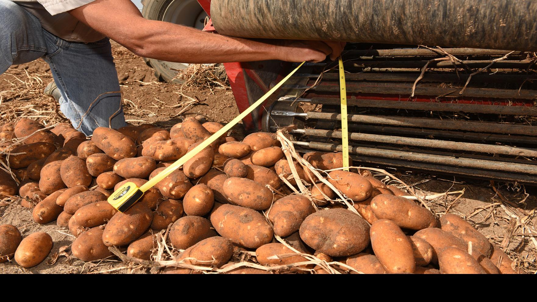 Boise Researchers Use Electricity on Potatoes: Can It Boost Idaho’s Farming?