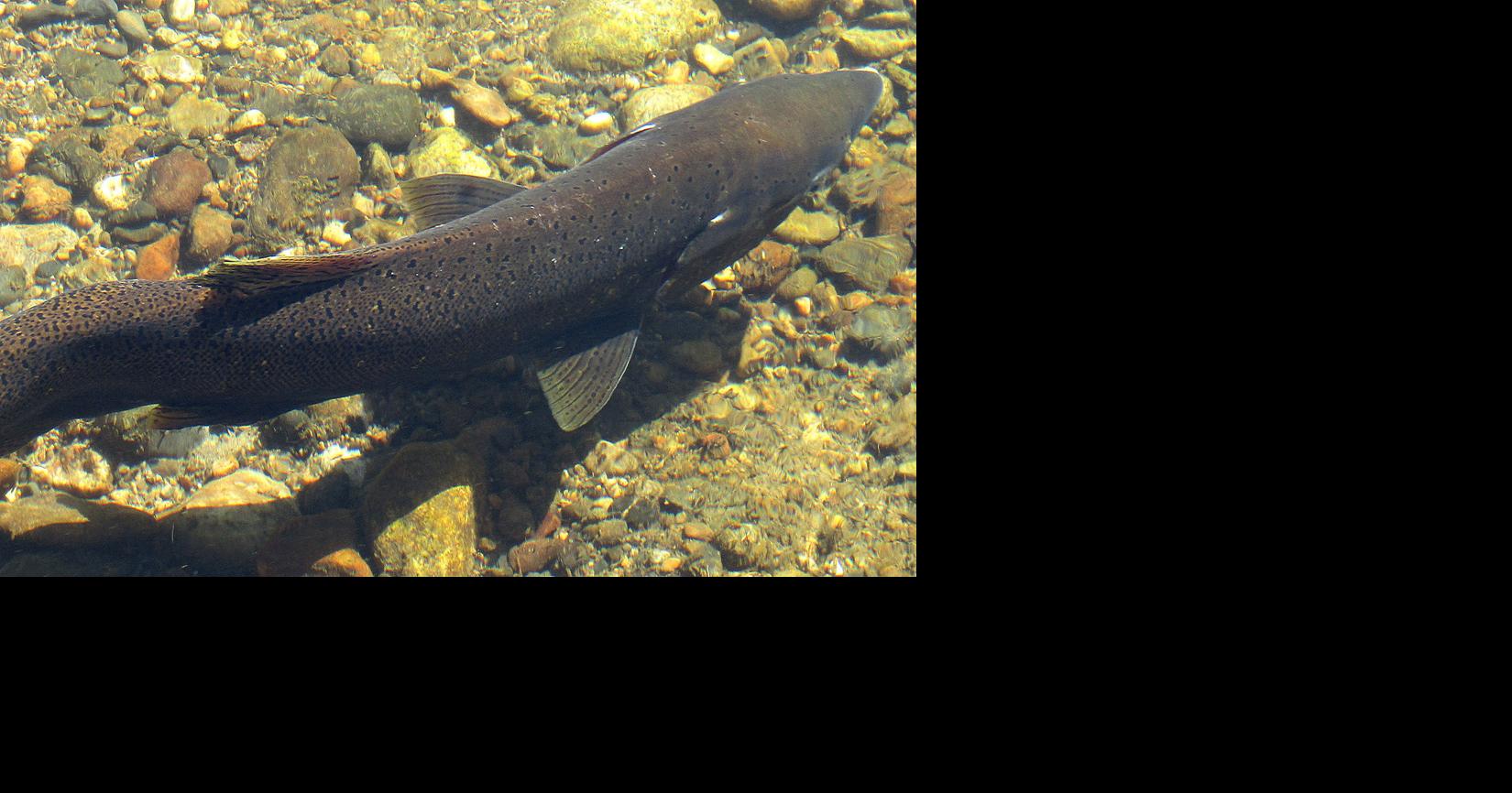 Feds: Urgent action needed to save fish | Local News | postregister.com