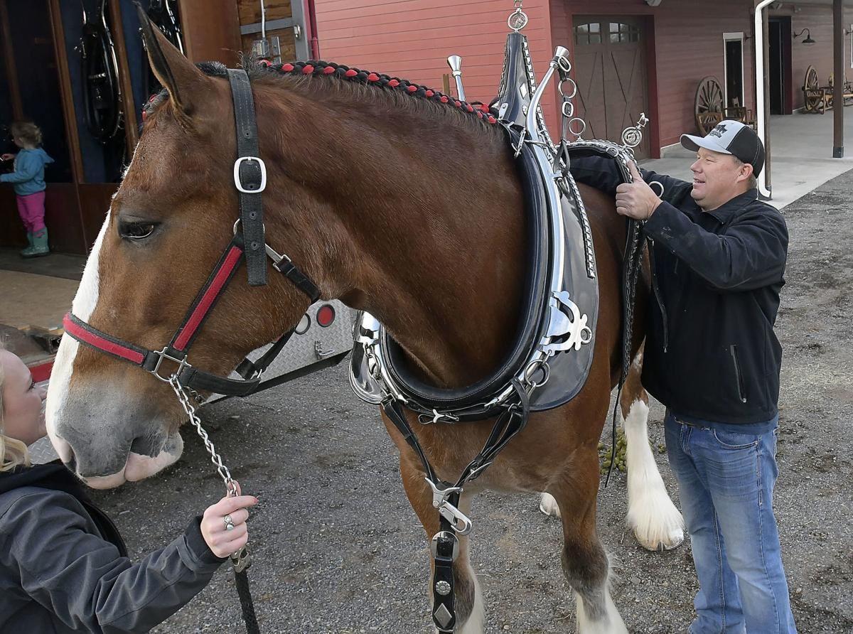 Wisconsin State Fair Clydesdale Show 2022
