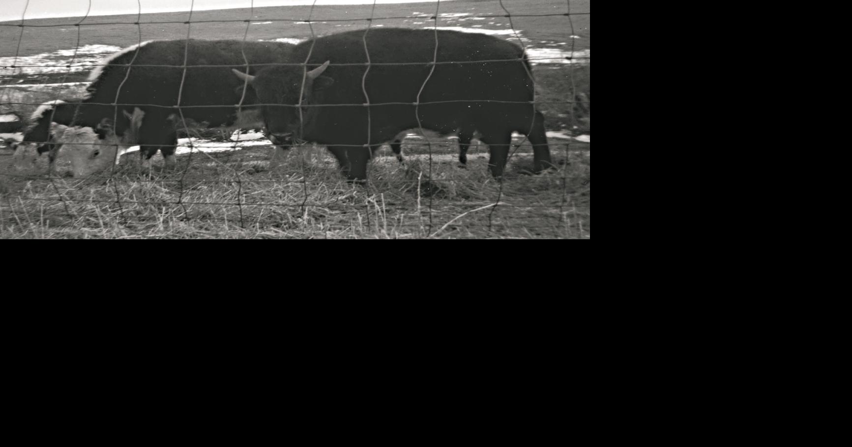 Barnyard Basics: Crossbreeding bison: The Beefalo | Columnists ...