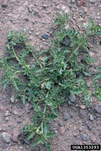 War on Weeds: Cutleaf nightshade | Farm & Ranch | postregister.com