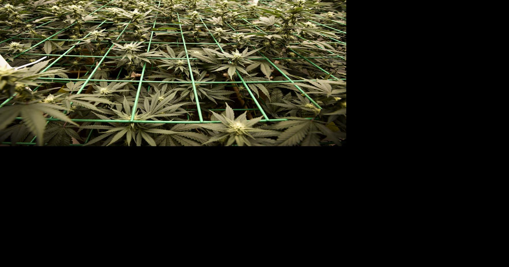 As neighbors legalize recreational marijuana, Idaho finds itself