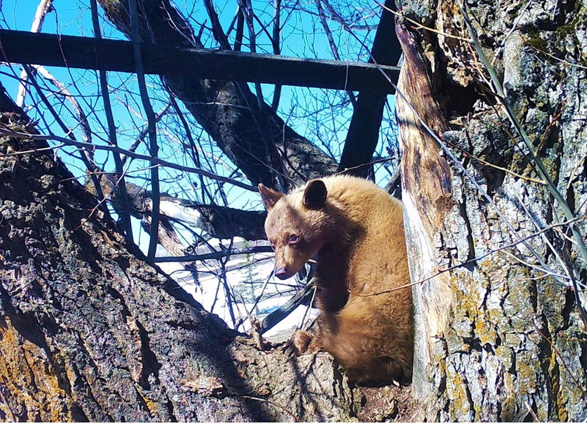 Island Park Black Bear Caught On Camera Emerging From Den