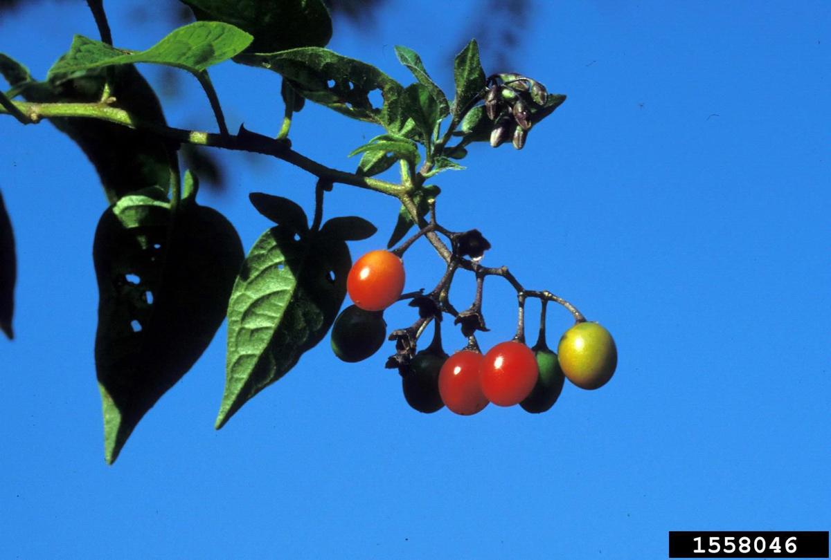 War on Weeds Bittersweet nightshade War on Weeds