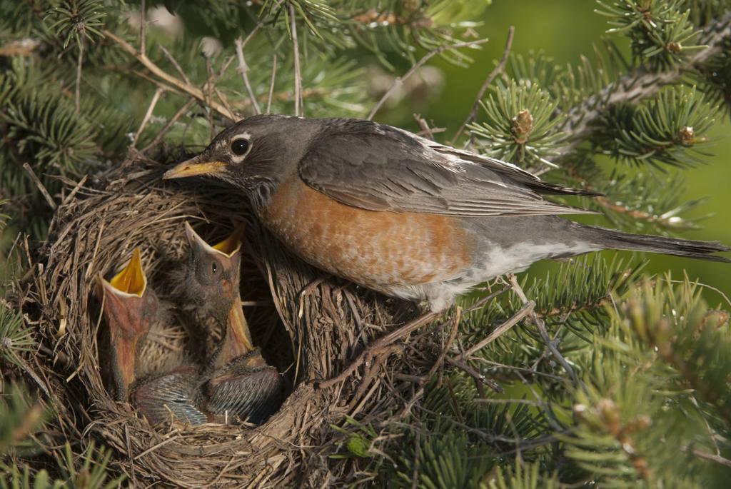 Nests are not homes for birds | Outdoors 