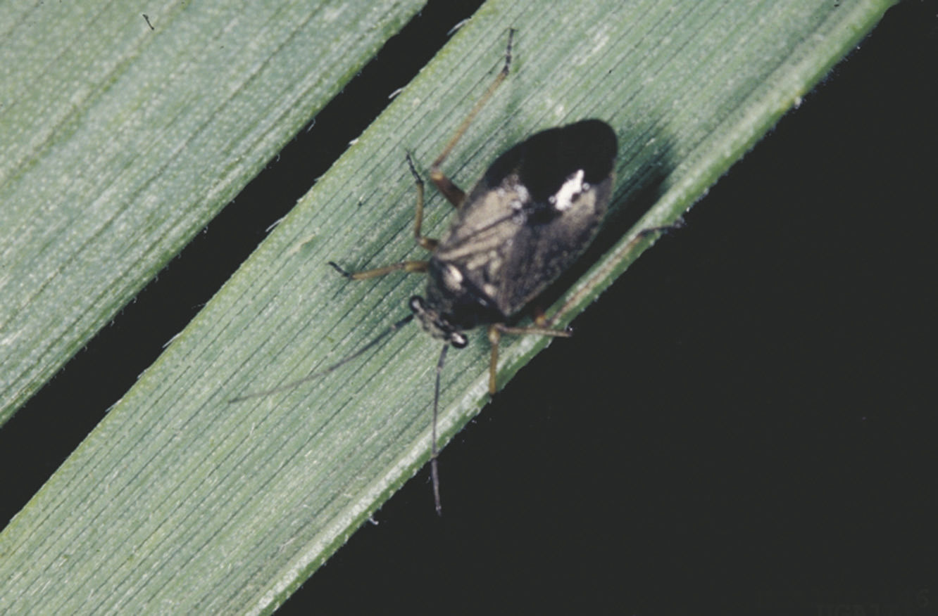 The Bug Box: Black grass bug | Columnists | postregister.com
