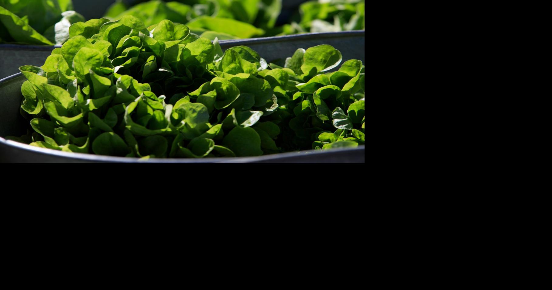 Wilting Lettuce Demand.