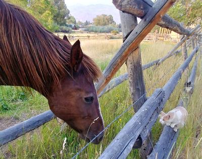 HorseAndCats