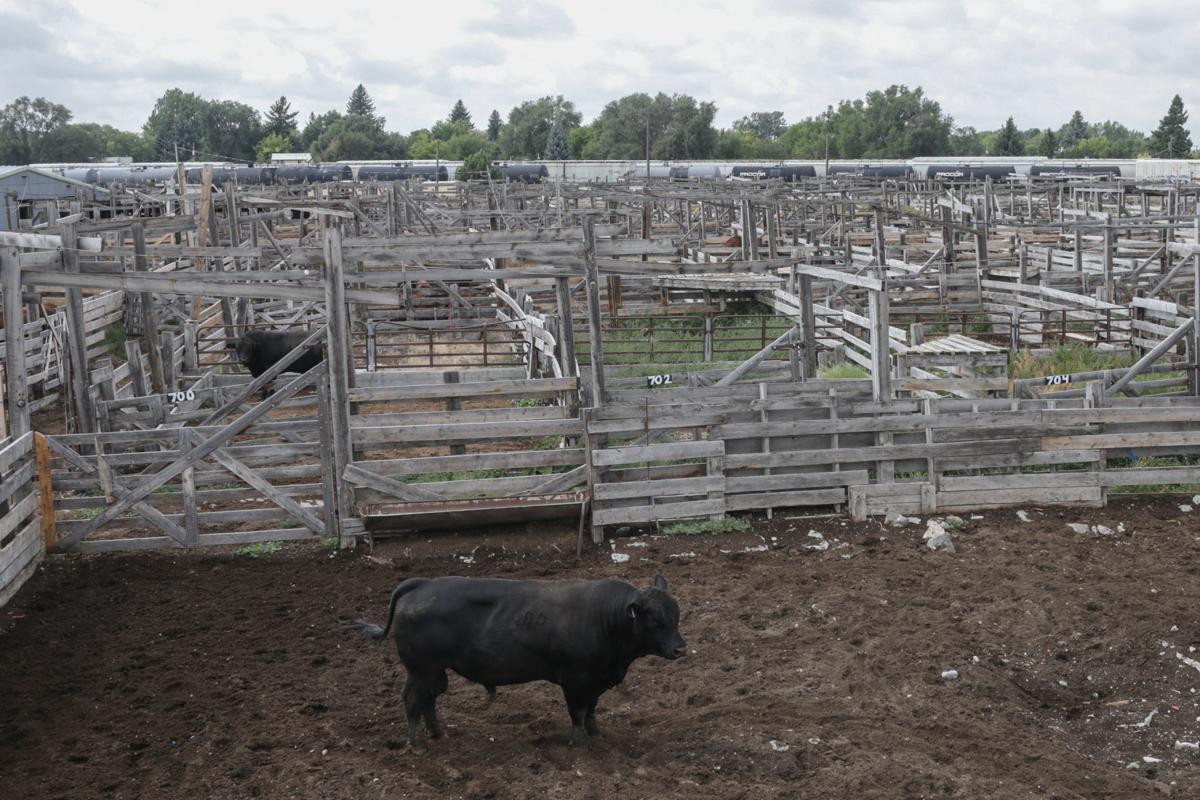 Idaho Falls eyes buying stockyard on Northgate Local News