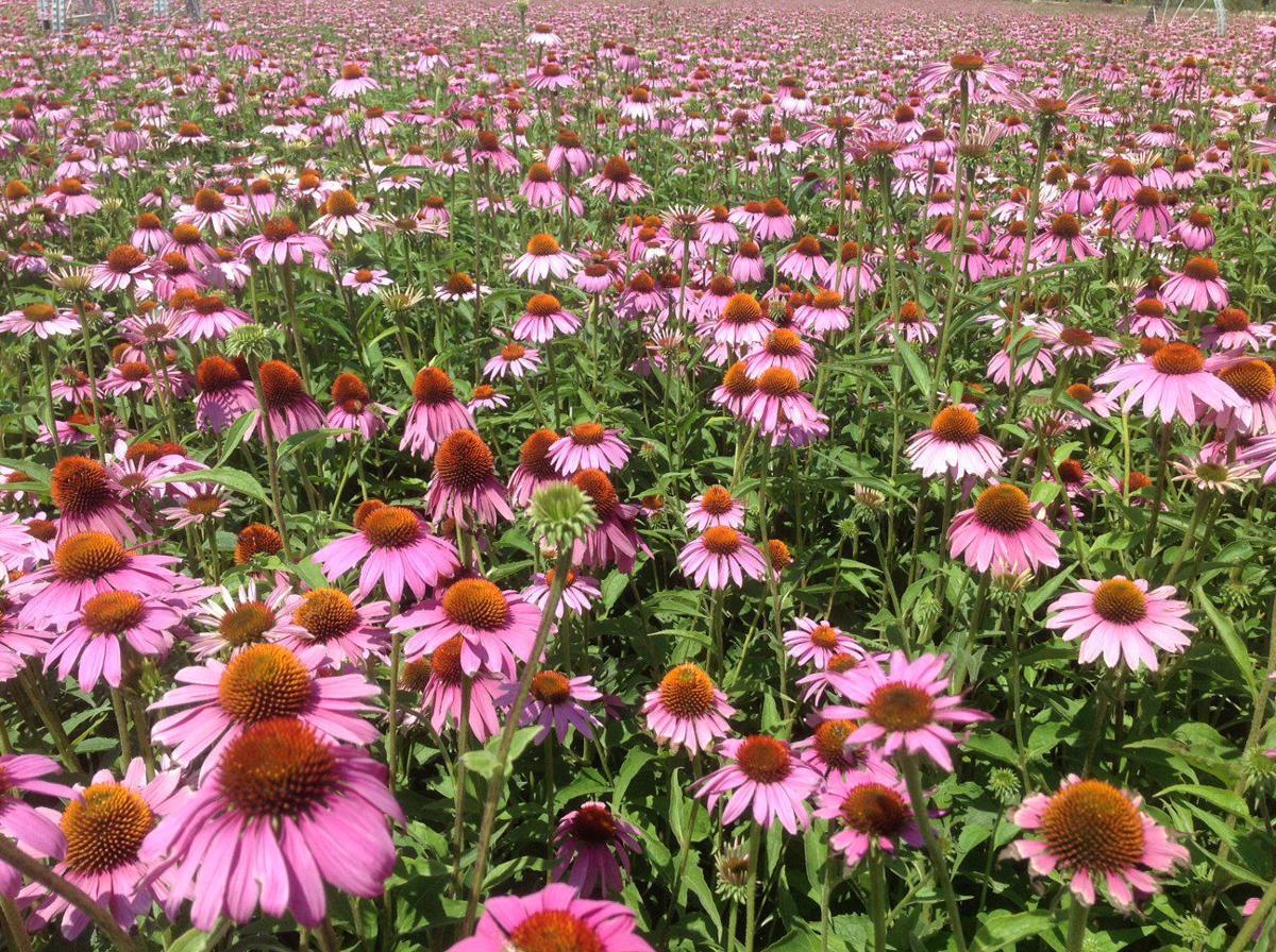 Have A Cold Reach For The Purple Cone Flower Southwestern Idaho Postregister Com