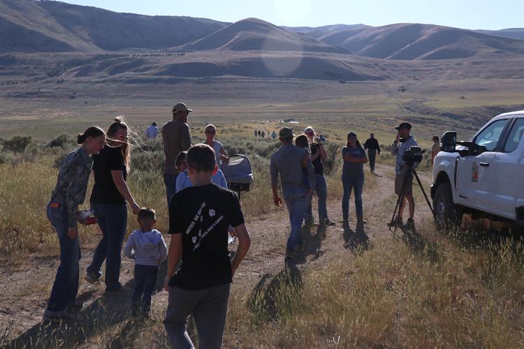 Northern Utah rangeland finds new purpose as nursery for wild bighorn ...