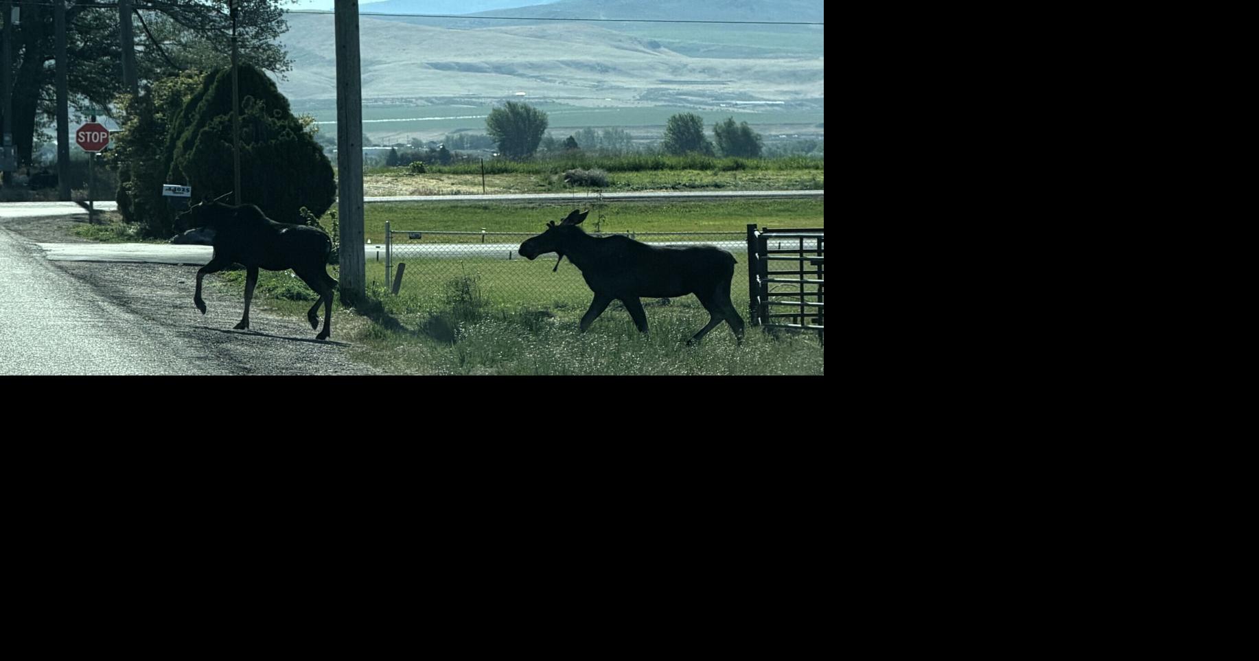 2 moose wander into northwest Pocatello area neighborhood