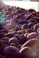 US potato Industry supports Canada's actions to prevent spread of potato wart