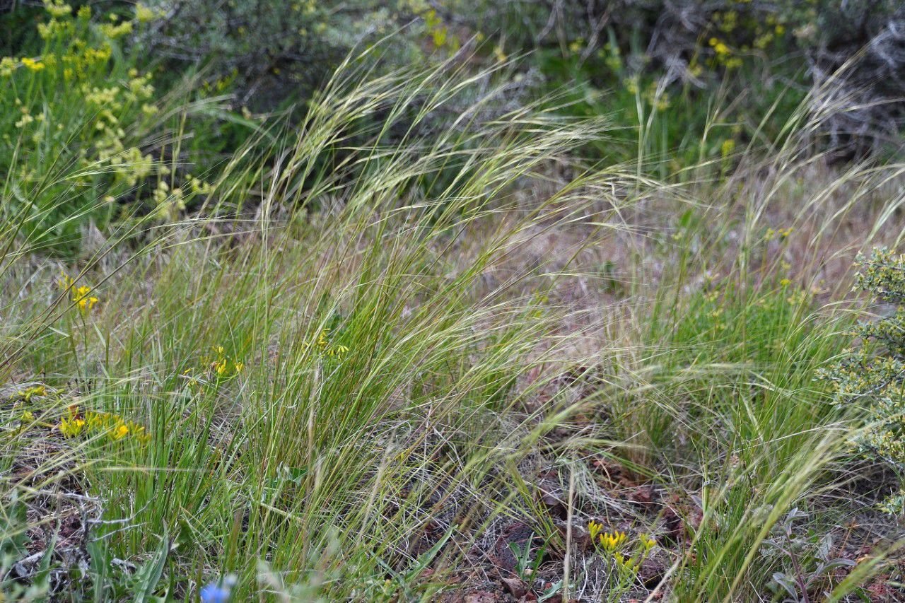 Idaho native deals grasses