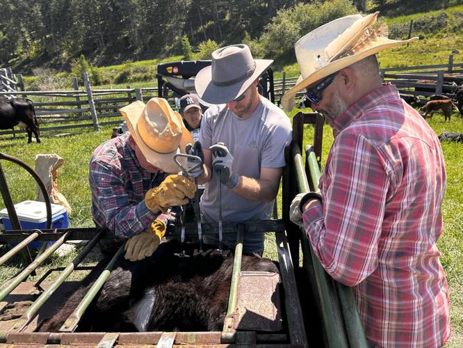 The cattle and meat processing at Montana Better Beef | Western Life ...