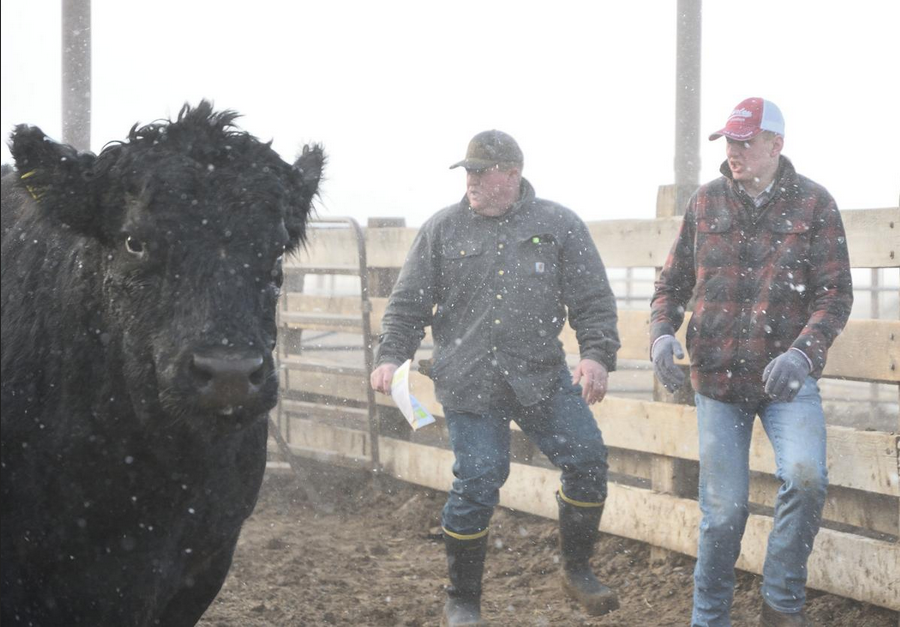 Blacker pastures: Badger Fire brings near-term losses, long-term gains for  South Hills ranchers | Livestock 