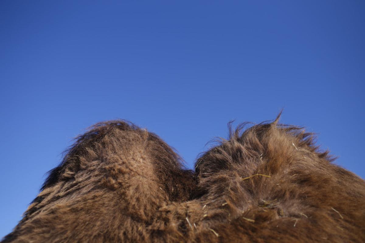 camels